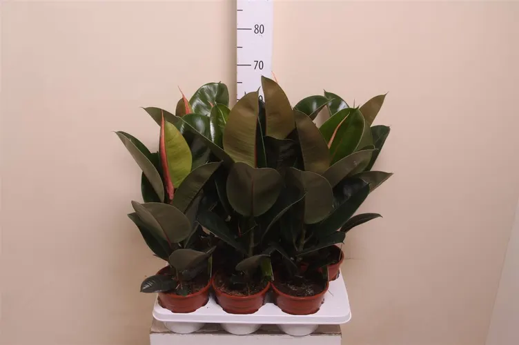 Fikusy (Ficus)