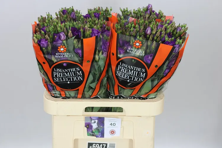 Eustóma plnokvetá Rosita Violet Ex 70 cm