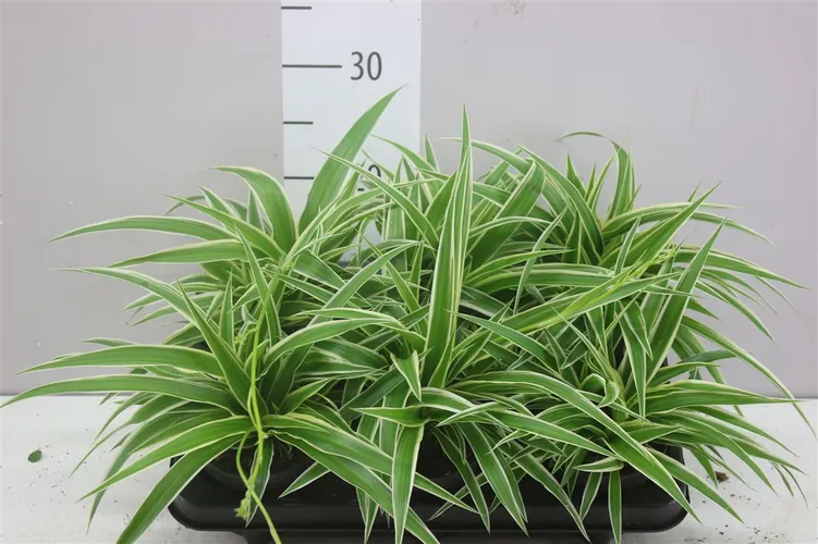 Chlorophytum Co Ocean črepník 13 cm