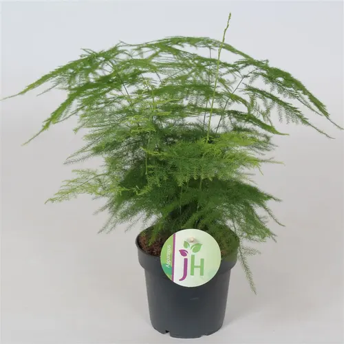 Asparagus Setaceus črepník 12 cm