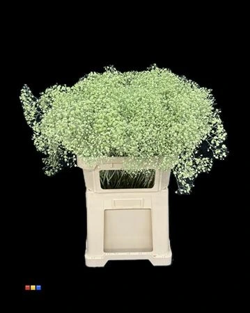 Gypsofila Xlence Mint 80 cm