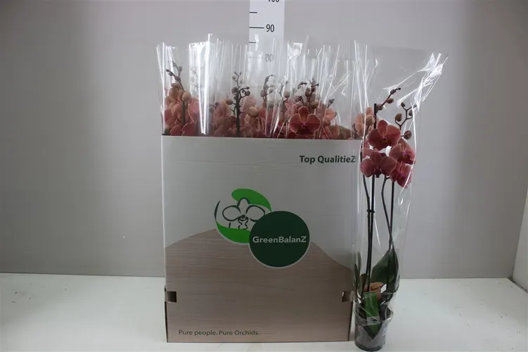 Phal Narbonne 2 Tak črepník 12 cm