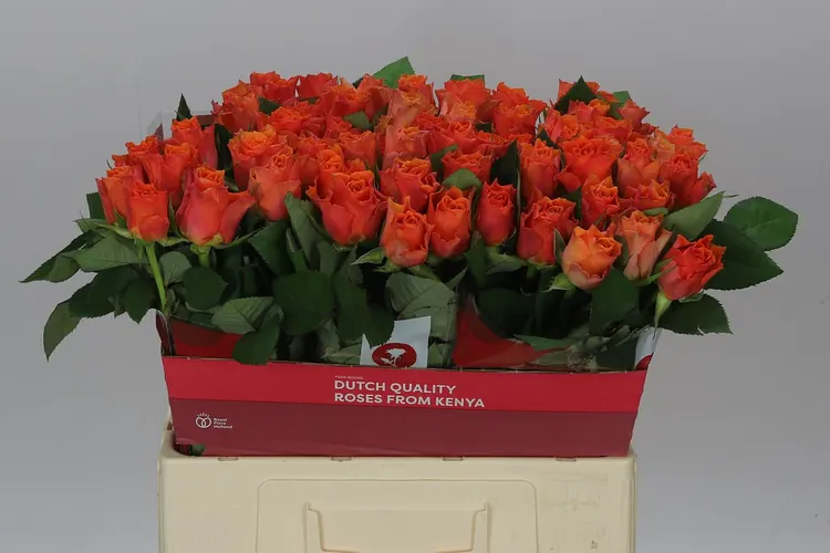 Ruža Arancio 40 cm