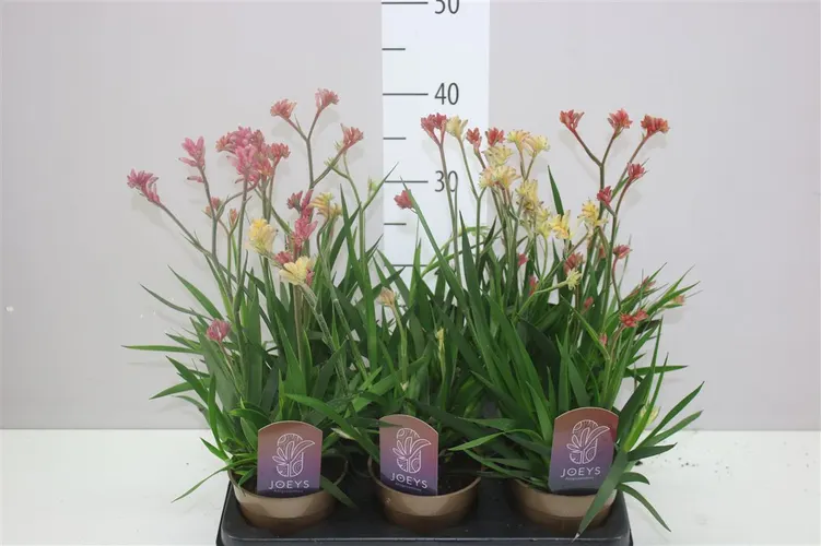 Anigozanthos mix črepník 12 cm