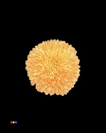 Chr G Superbowl Pastel Orange 80 cm