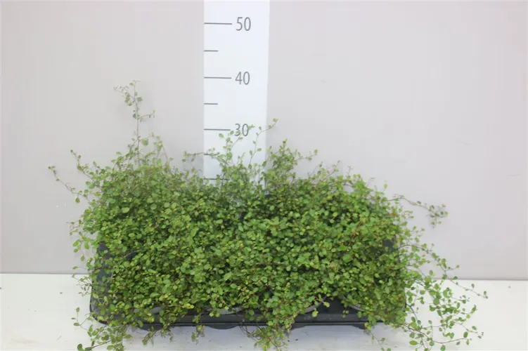 Muehlenbeckia Maori črepník 13 cm