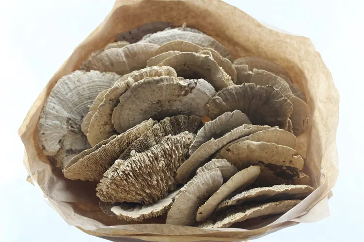 Zwam Naturel X35, sušené