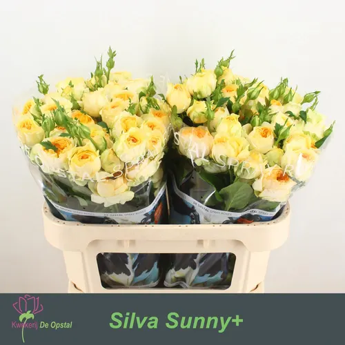 R Tr Silva Sunny+ 70 cm