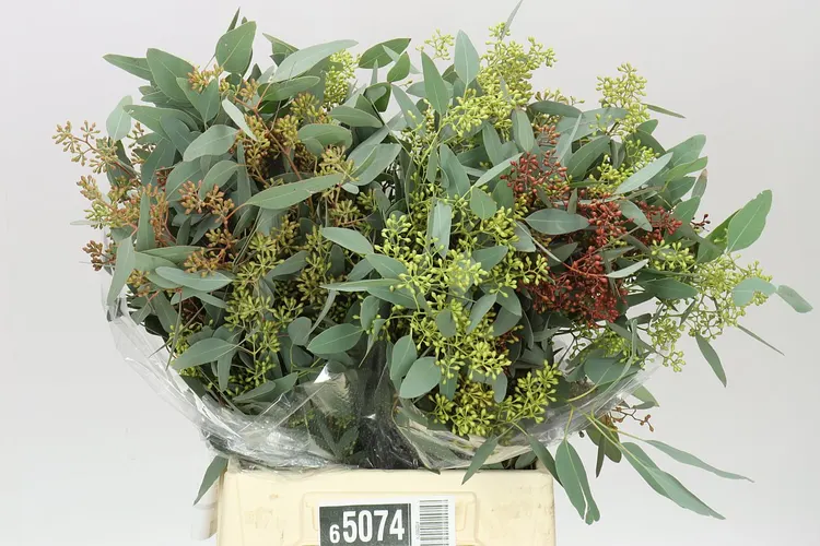 Eukalyptus Populus Berries Short 50 cm