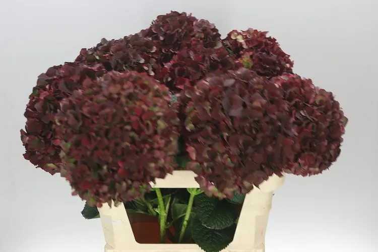 Hydrangea Rubyred Classic 80 cm