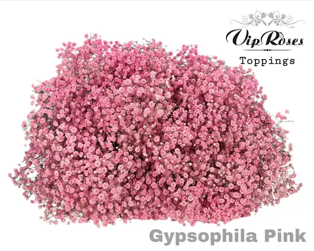 Gyps Pa Pink 80 cm