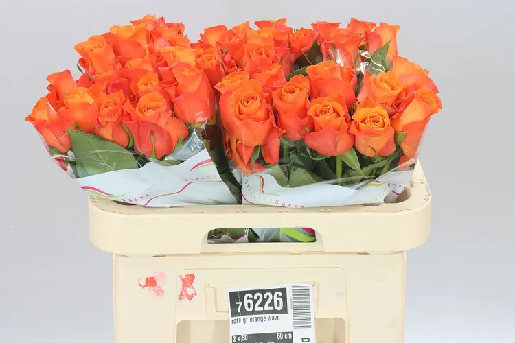 Rosa Gr Orange Wave 60 cm