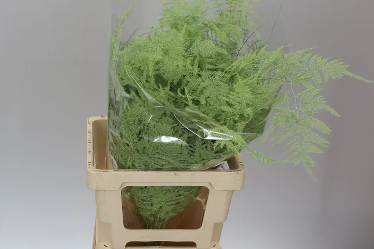 Asparagus Extra Veren Mint 65 cm