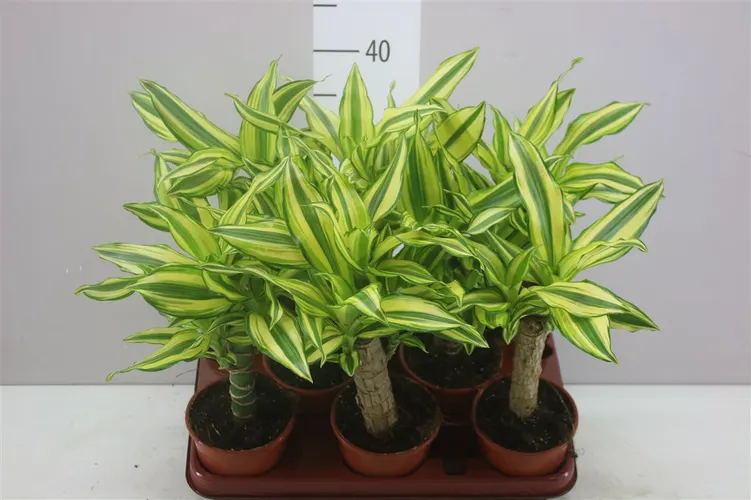 Dracéna Yellow Coast 1 kmeň črepník 11 cm