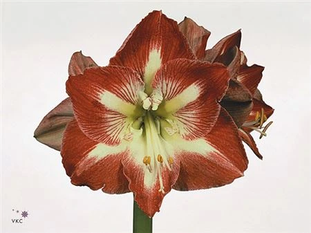 Amarylis Minerva 75 cm