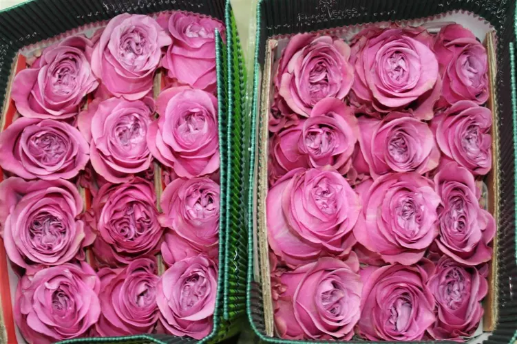 Rosa Gr Ec Queens Crown 50 cm
