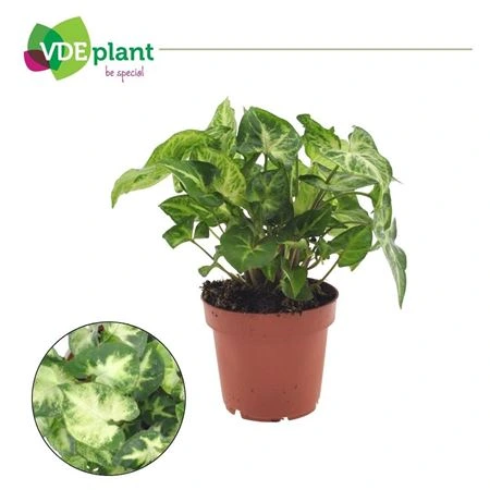 Syngonium Pixie črepník 12 cm