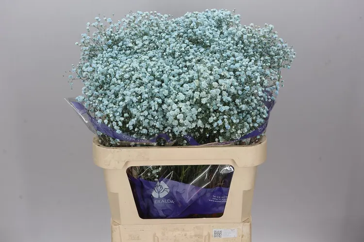 Gyps Absorbed Pale Blue 75 cm