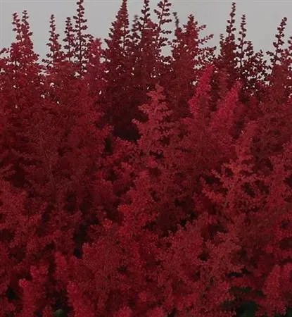 Astilbe Paul Gaarder 60 cm