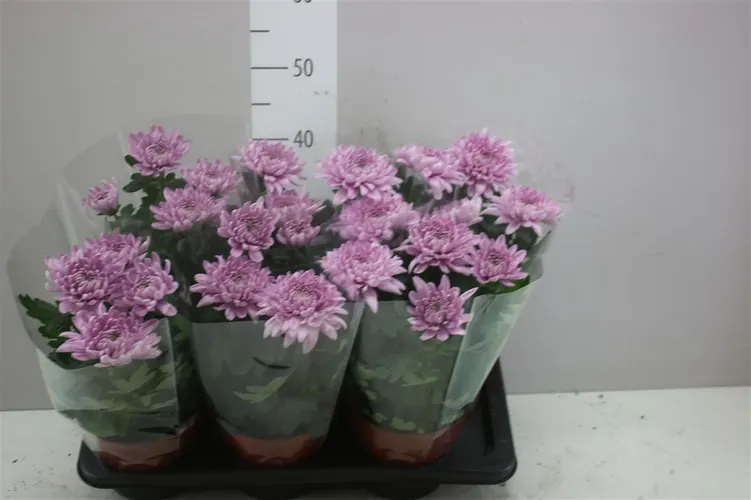 Chrysanth Zembla Roze črepník 17 cm