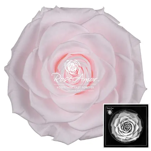 Stabilizovaná ruža Bonita ⌀ 9 cm, ružová PIN89