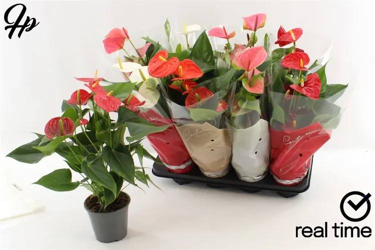Antúrium mix črepník 14 cm