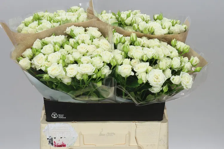 Rosa Tr Josephine 60 cm