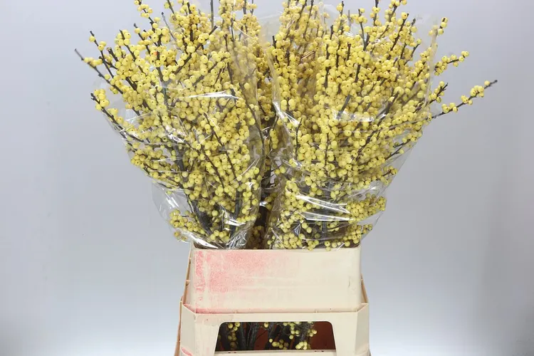 Ilex Citronella 100 cm