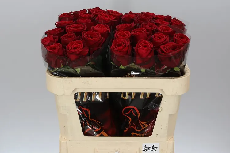 Rosa Gr Red Naomi! Drf Sexy 70 cm