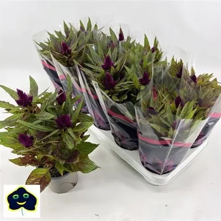 Celosia Intenz D Purple črepník 12 cm