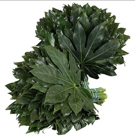 Aralia Medium 45cm 45 cm