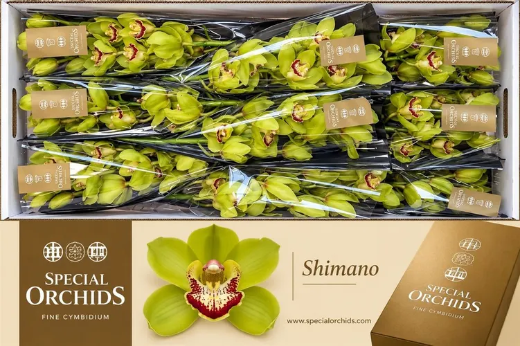 Orchidea Cymbidium T Shimano 50 cm
