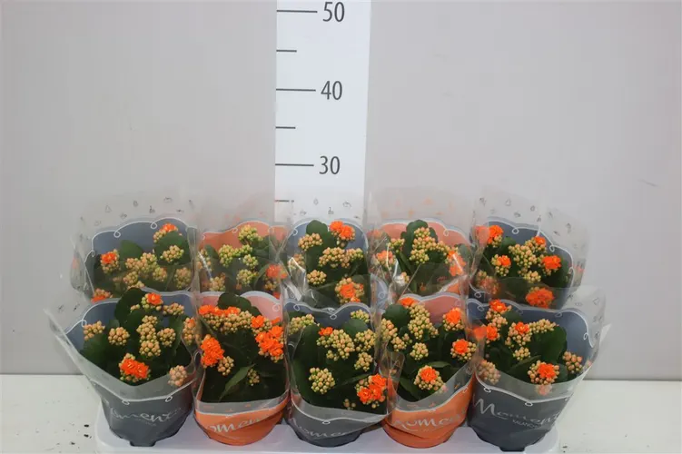 Kalanchoe Calandiva Oranje črepník 10,5 cm