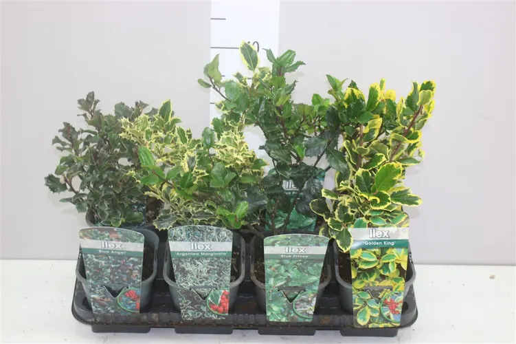 Ilex mix črepník 14 cm