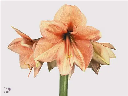 Amarylis Rilona 80 cm