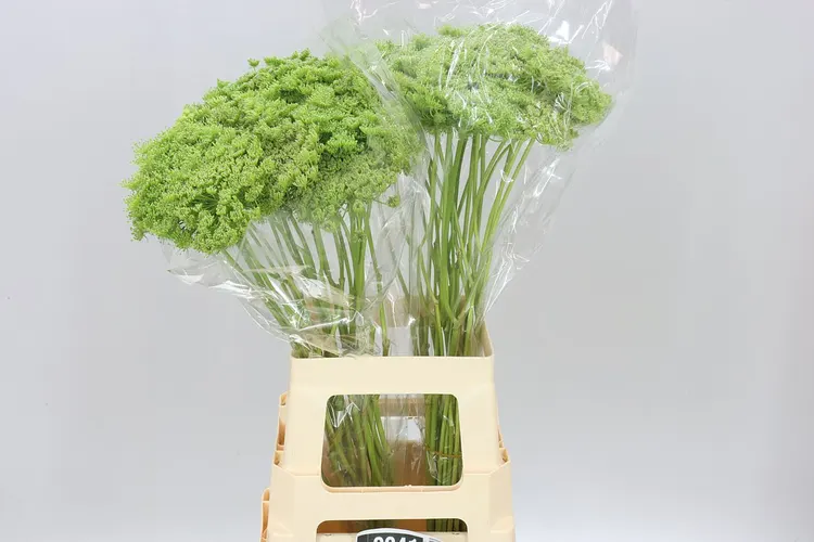 Ammi Green Mist 70 cm