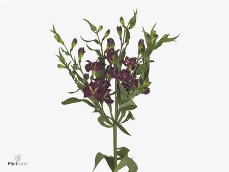 Alstro Charmelia Purplex 70 cm