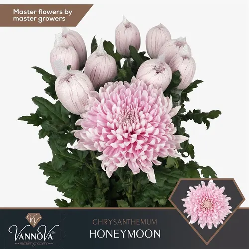 Chr G Honeymoon 70 cm