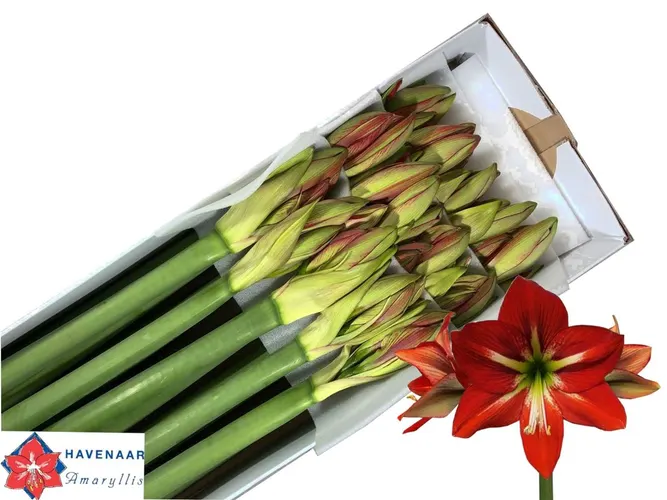 Amarylis Passion 75 cm