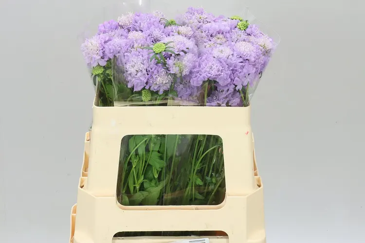 Scabiosa Atr F Lavandel Scoop 55 cm