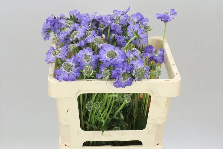 Scabiosa C Staefa 60 cm