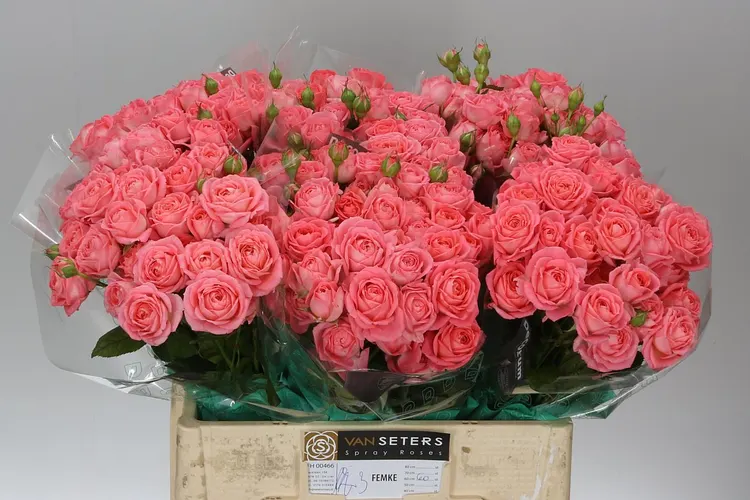 Rosa Tr Femke 50 cm