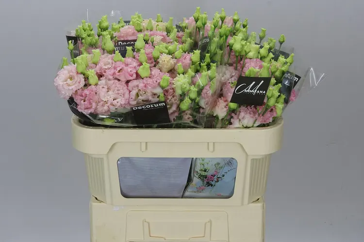 Eust Du Alissa Pink Hanoi 72 cm