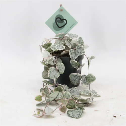 Ceropegia Woodii Variegata črepník 8,5 cm