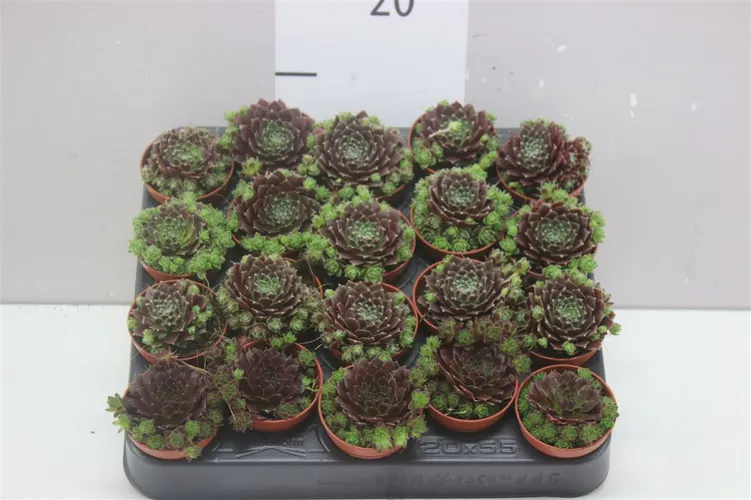 Sempervivum mix črepník 5,5 cm