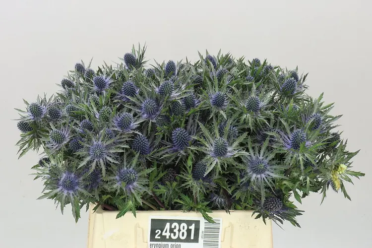 Eryngium Orion 40 cm