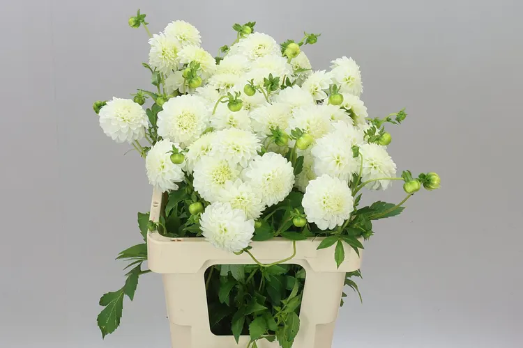 Dahlia Petra,s Wedding 60 cm
