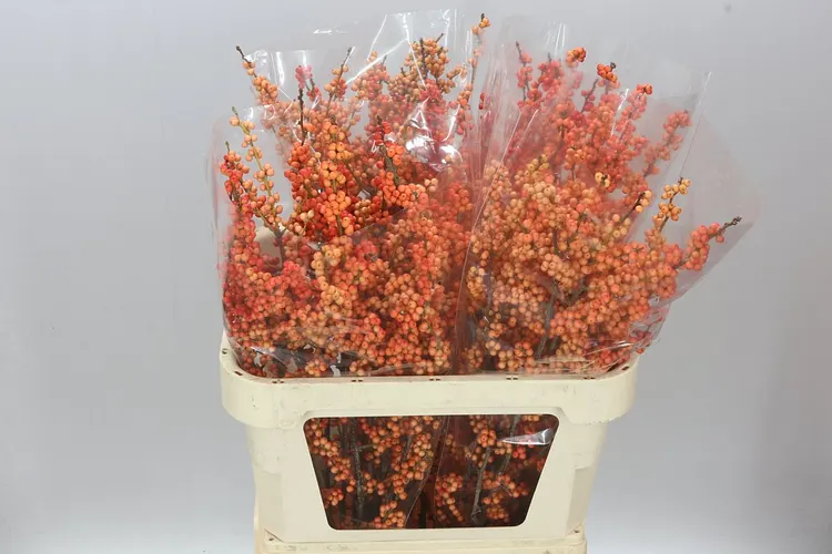 Ilex Daydream 80 cm