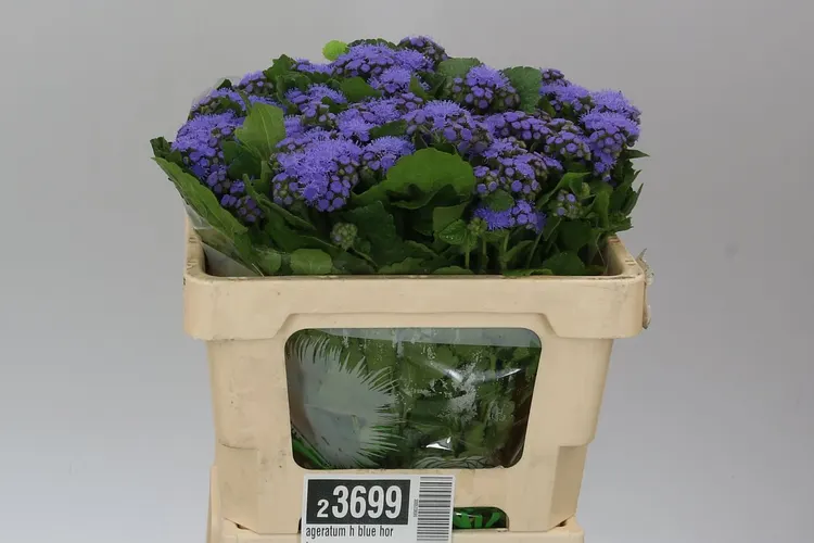 Ageratum H Blue 60 cm
