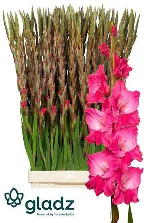 Glad Fairytale Pink 120 cm